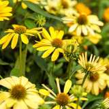 Color Coded™ Yellow My Darling Coneflower Blooms in the Sunlight