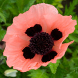 Queen Alexandra Oriental Poppy Pink Flower Close Up