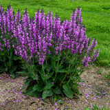 Tall Color Spires® Back to the Fuchsia Salvia Plant Flowering Leaves