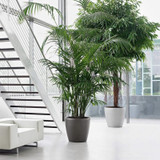 Classico Round Planters Next To The Stairs