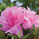 Autumn Cheer Encore Azalea Plantaddicts Com
