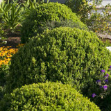 Winter Gem Boxwood Plant Addicts