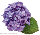 Let's Dance® Blue Jangles® Hydrangea | Plant Addicts