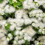 Artist® Pearl Flossflower Plants Covered in Blooms