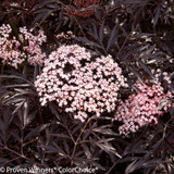 Black Lace Elderberry Leaves and Pink Flowers