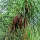 mature Longleaf Pine Tree Pine