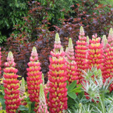 WESTCOUNTRY™ Tequila Flame Lupine in the garden
