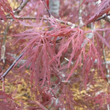 Red Dragon Weeping Japanese Maple Covered in Branches and Leaves