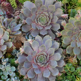 Pacific Blue Ice Hens and Chicks Foliage Close Up