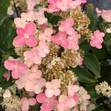 Torch Hardy Hydrangea Flowers and Leaves