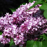 President Poincare French Lilac Flowers Close Up
