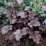 Plum Pudding Coral Bells Growing in the Landscaping