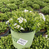 White Moss Phlox in Business