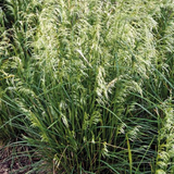 Dwarf Tufted Hair Grass Foliage Growing in the Sunlight