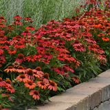 Artisan™ Red Ombre Coneflower in Garden Planter