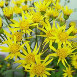Golden Ragwort Flowers
