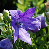 Sentimental Blue Balloon Flower Petal Close Up