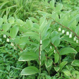 Variegated Solomon's Seal Leaves and Flower Growing