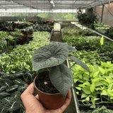 Melo Alocasia in Garden Planter