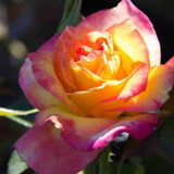 True Sincerity Floribunda Rose Blooming