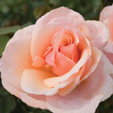 Mother of Pearl™ Grandiflora Rose Blooming