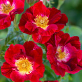 Red Streamer Climbing Rose Blooming