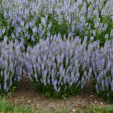 Perfect Profusion Salvia with Blue Blooms