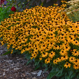 Little Goldstar Black-Eyed Susan with Yellow Blooms