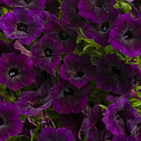 Supertunia Mini Vista® Midnight Petunia Blooming