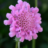 Flutter™ Rose Pink Pincushion Flower Close Up