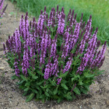 Pink Profusion Salvia with Purple Flowers in Landscape
