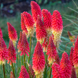 Pyromania Rockets Red Glare Red Hot Poker with Red Yellow Blooms