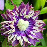 Taiga Clematis Flower
