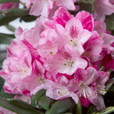 Southgate Splendor Rhododendron Flowers Main