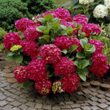 Red Beauty Hydrangea