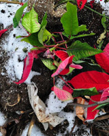 How to Compost in the Winter