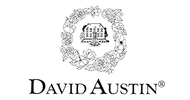 David Austin Roses