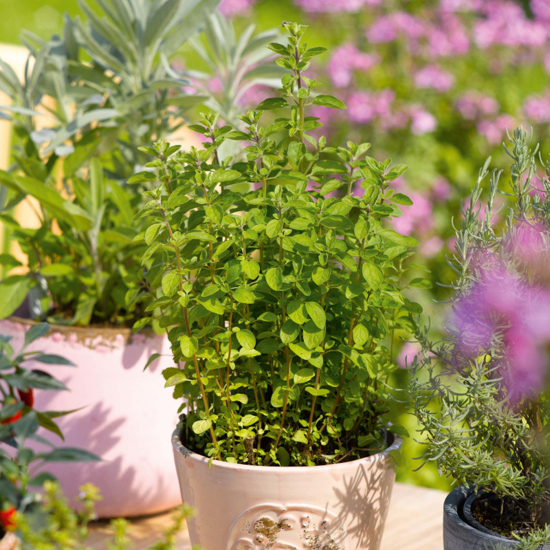Italian Oregano Plant Addicts