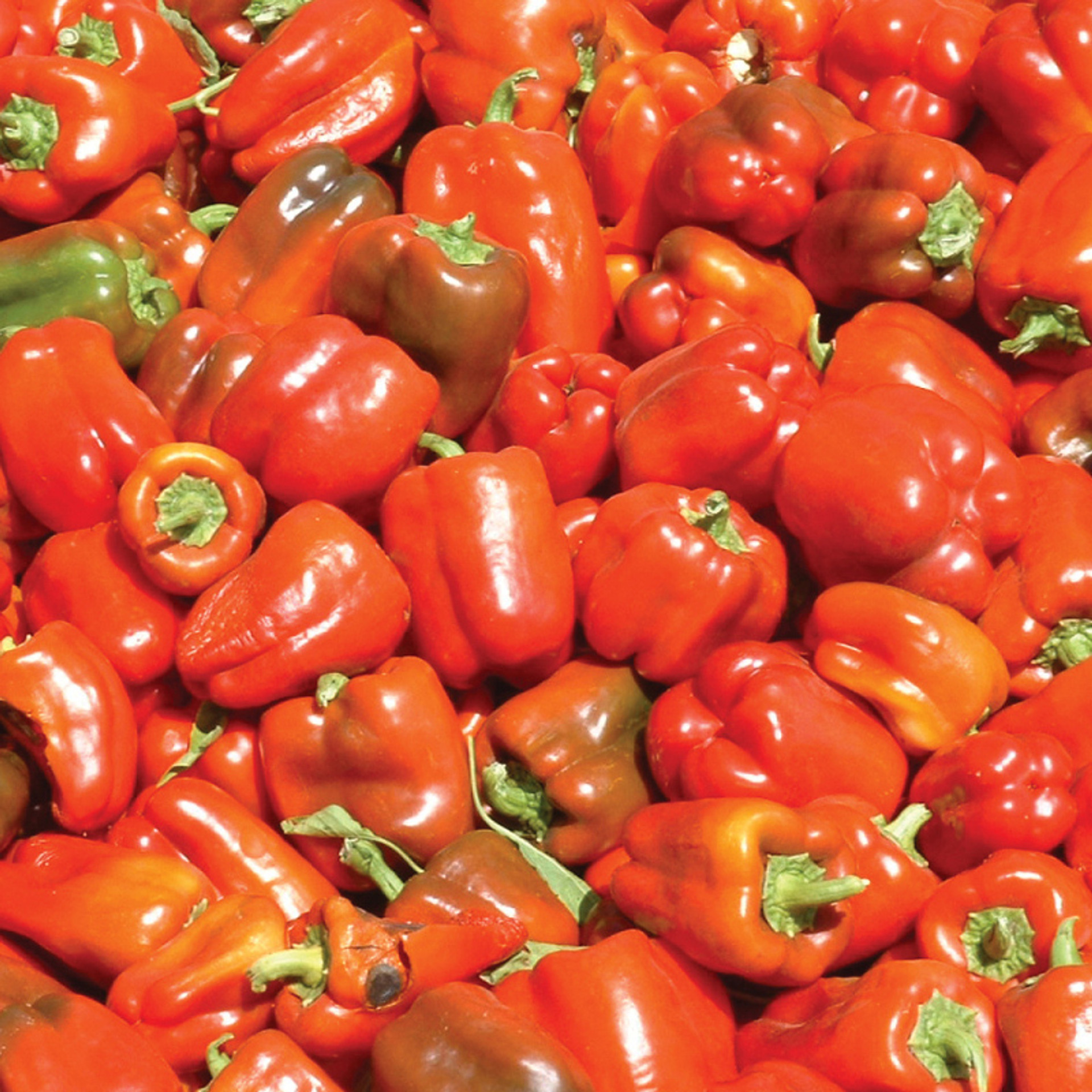 Organic California Wonder Pepper Seeds: French Farming'S Finest! - uoh713a