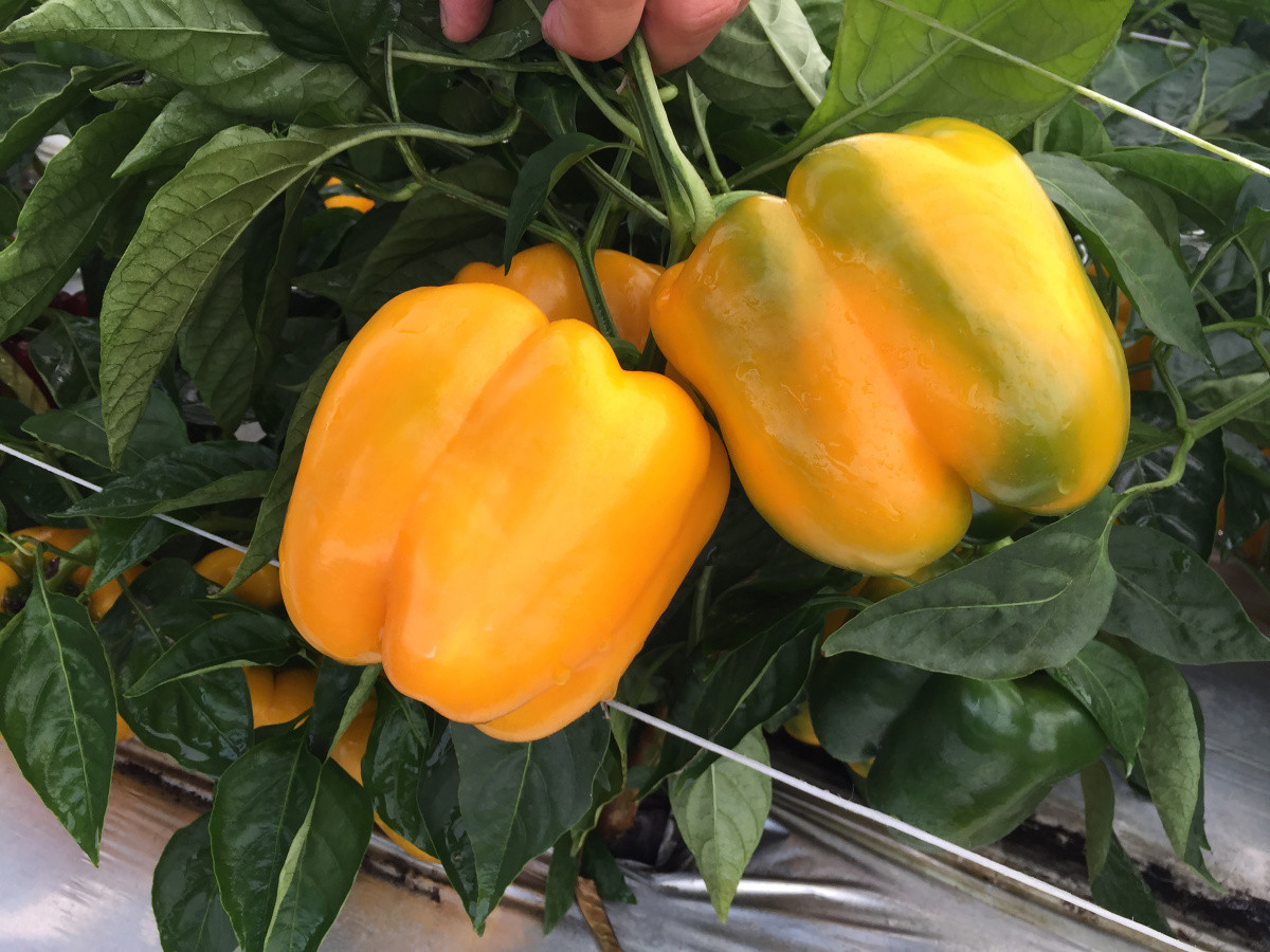 Gold Standard Pepper | Plant Addicts