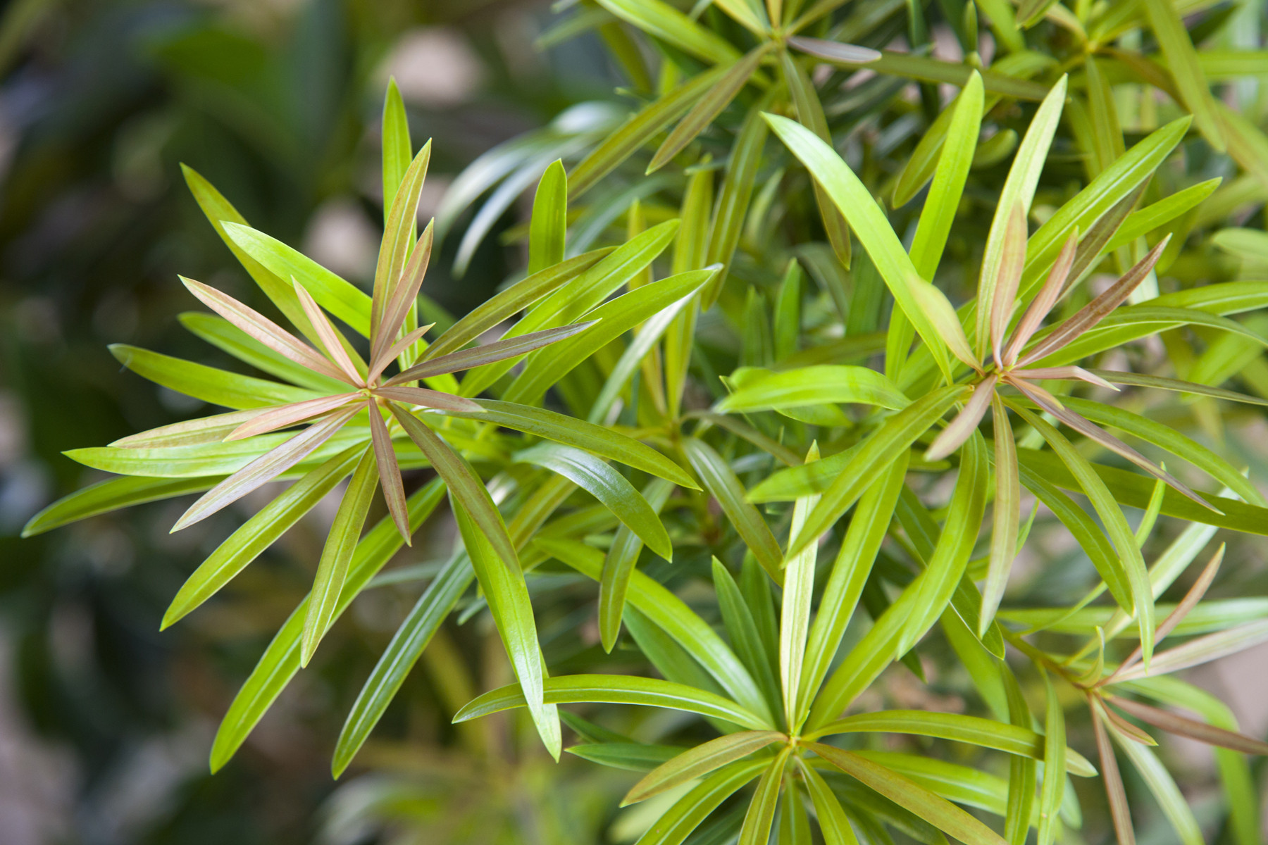 Mood Ring Podocarpus PlantAddicts Mood ring podocarpus plantaddicts