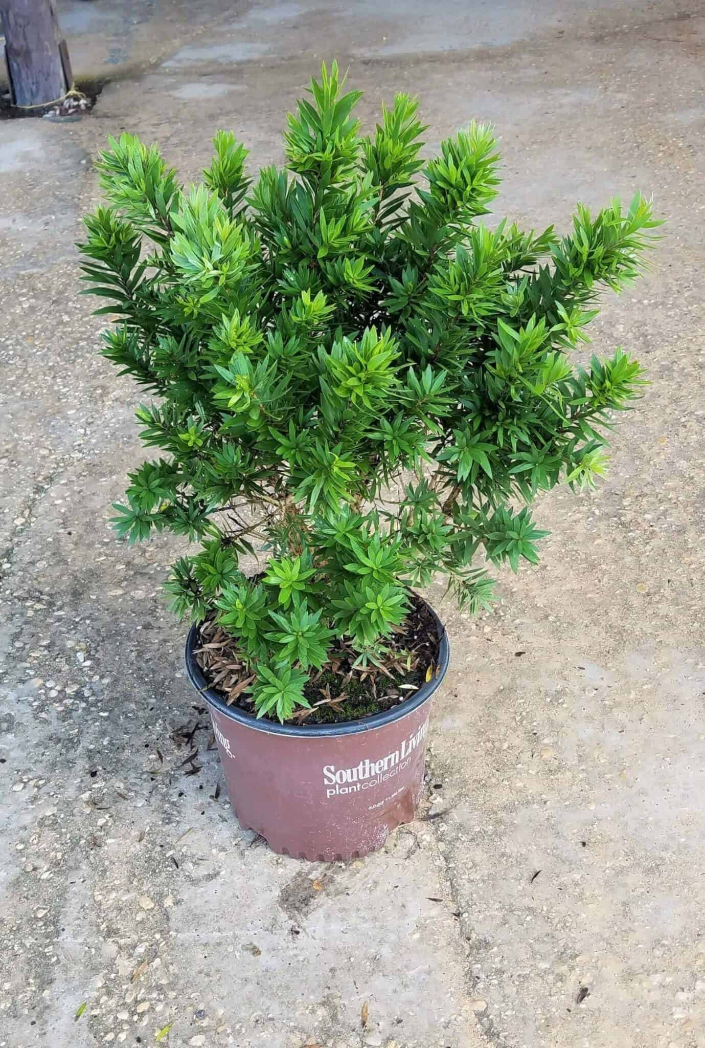 Light Show Bottlebrush | PlantAddicts.com