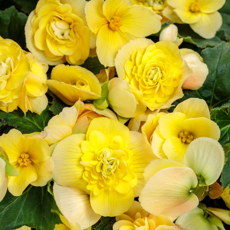 Gardenia - Blush Rose main image 1