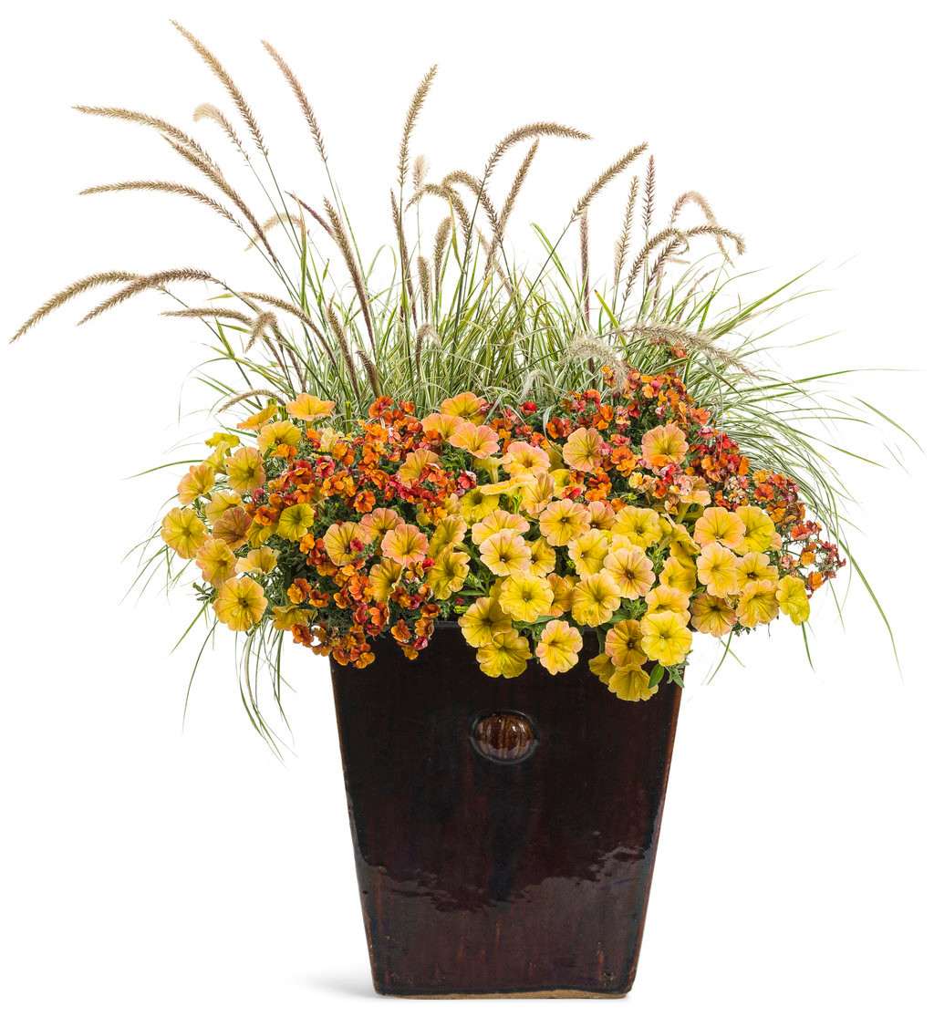 Supertunia® Honey Petunia Plant Addicts