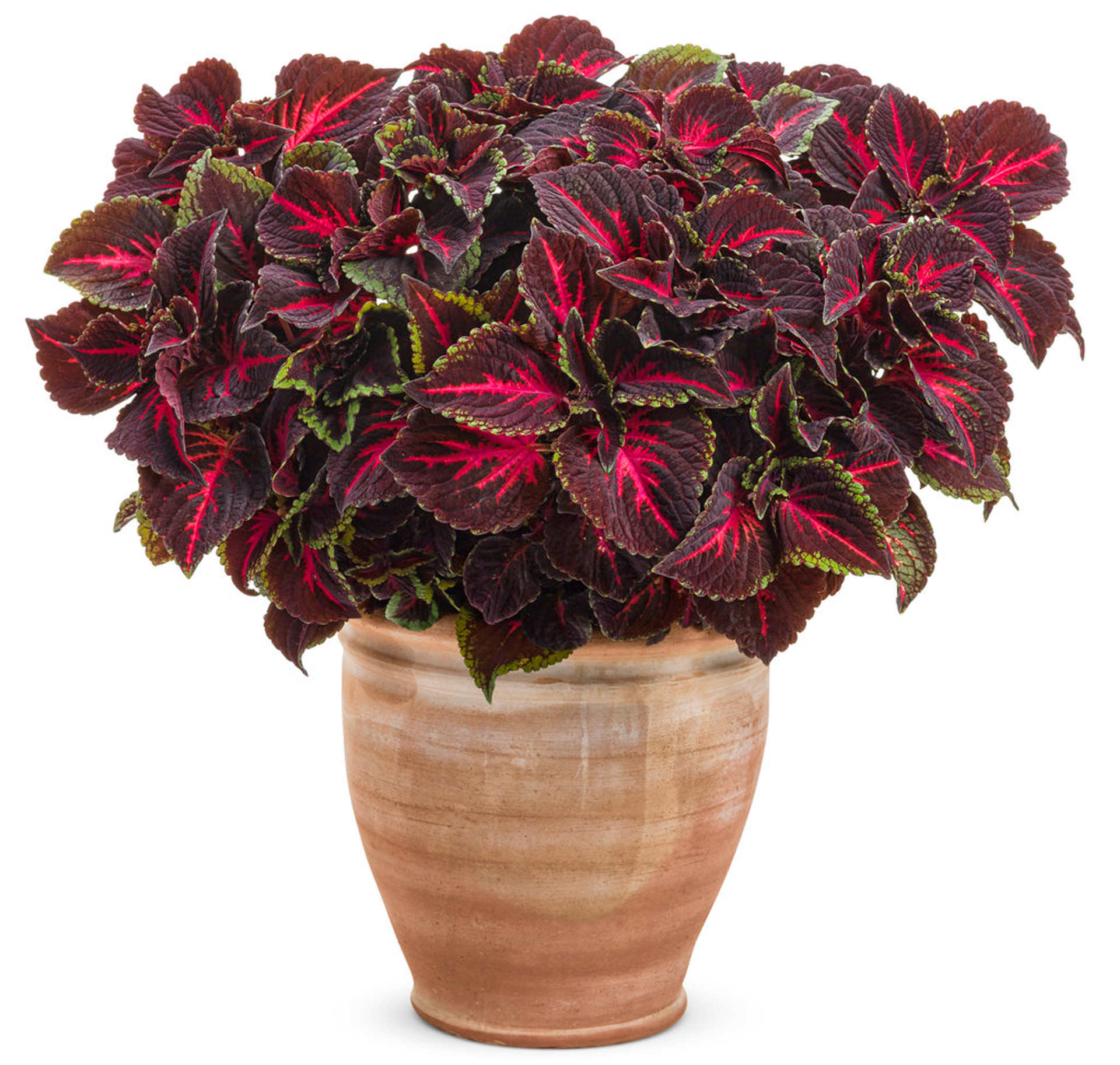 ColorBlaze® Torchlight® Coleus | Plant Addicts