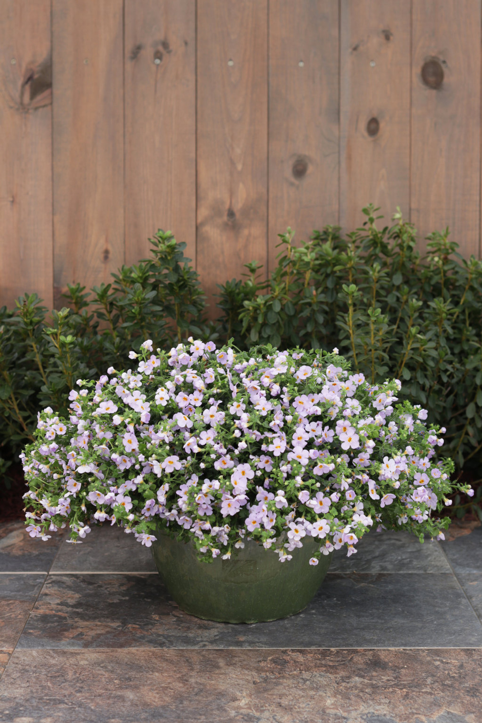 Snowstorm® Glacier Blue Bacopa Plant Addicts