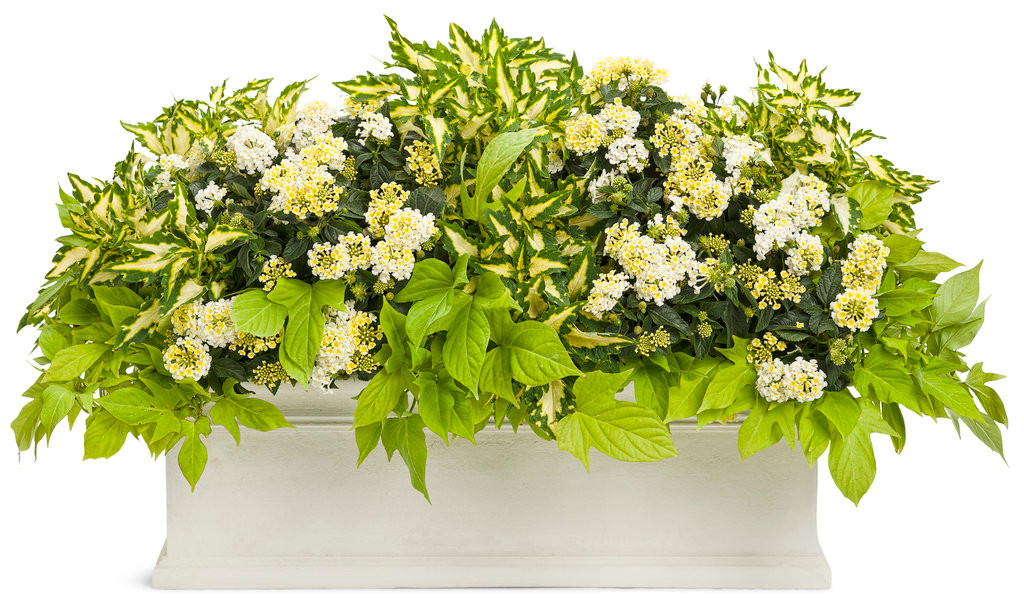 Luscious® Royale Piña Colada Lantana Plant Addicts