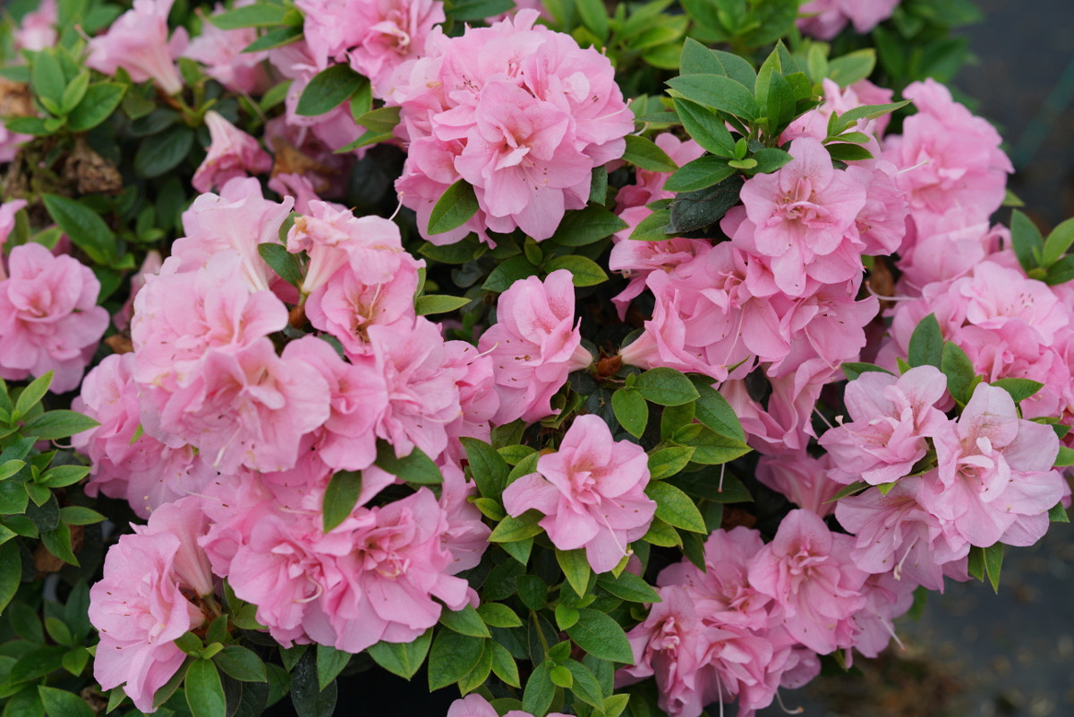 Perfecto mundo double pink azalea plant addicts