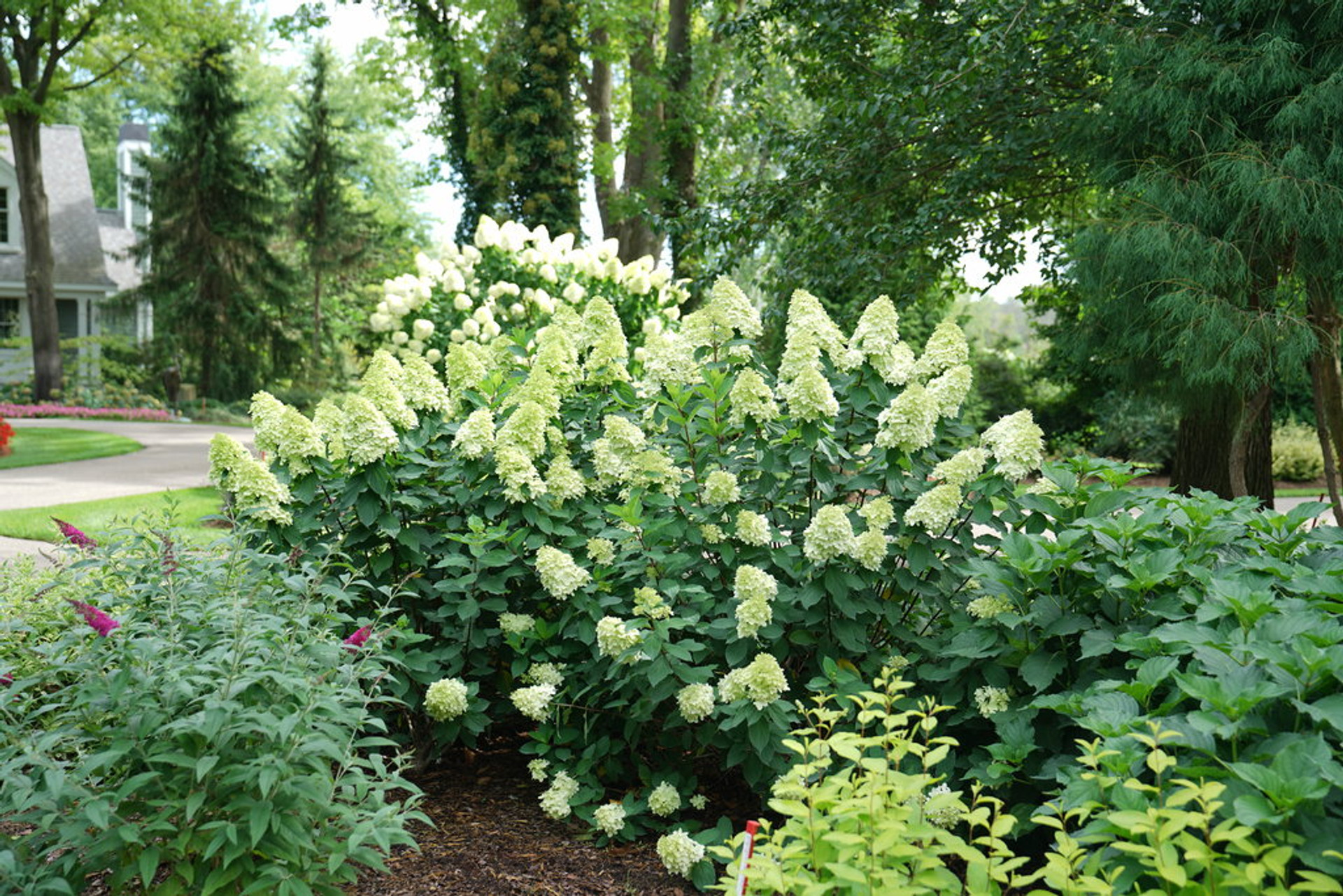 Limelight Prime® Hydrangea Plant Addicts