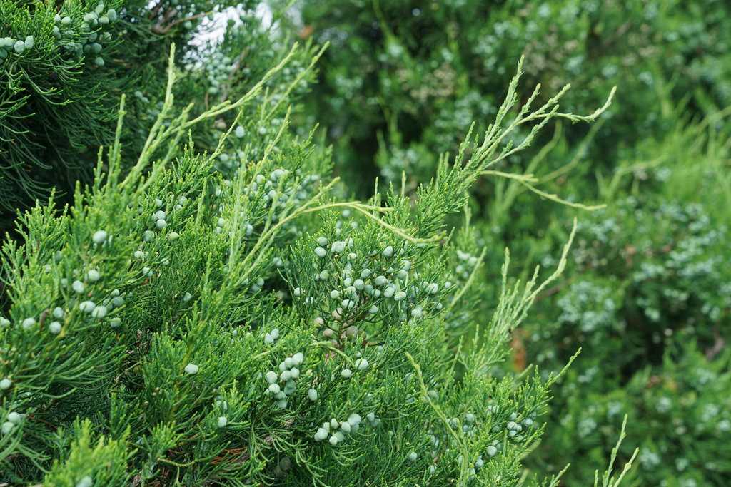 Gin Fizz® Juniper Plant Addicts